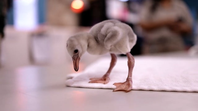 17 fuzzy flamingo chicks hatch at Texas zoo — with more on the way