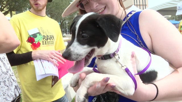 ‘Bark in the Park’ raises money, helps animals find forever homes