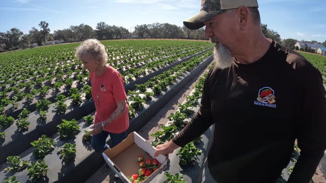 93-year-old strawberry farmer mentors generations for the future