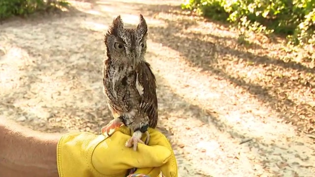 Raptor Fest returns to Boyd Hill Nature Preserve in St. Pete this weekend