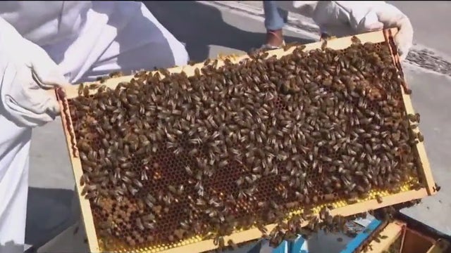 Learn about local bee populations, sample fresh honey on free Ybor City beehive tour