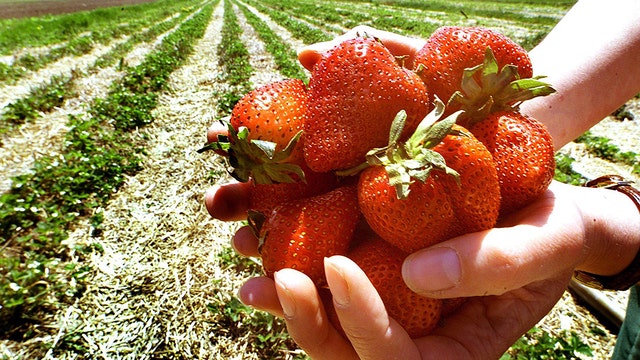 Strawberry outlook deemed ‘promising’ despite impacts from hurricanes, atmospheric rivers