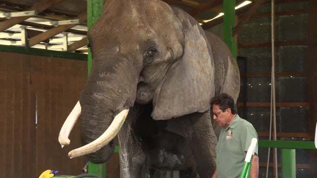 Developer asks to build new roads that cut into Hunsader Farms, Myakka Elephant Ranch