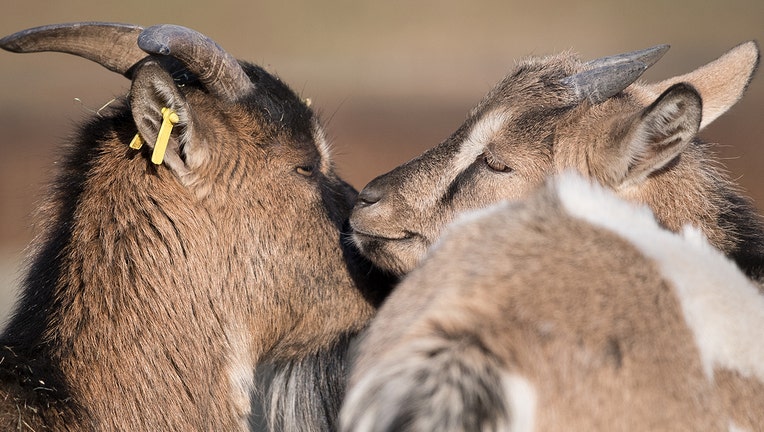 pygmygoats