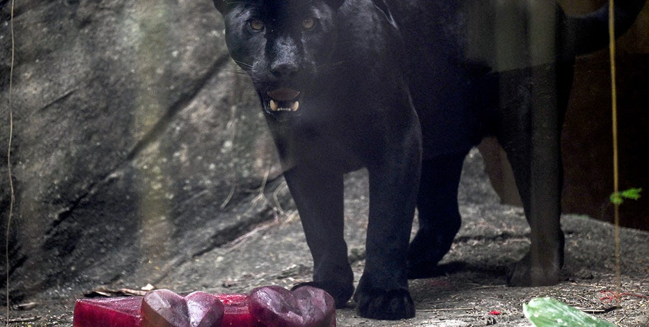 From Frozen Fish To “Bloodsicles”: How Zoo Animals Beat The Heat