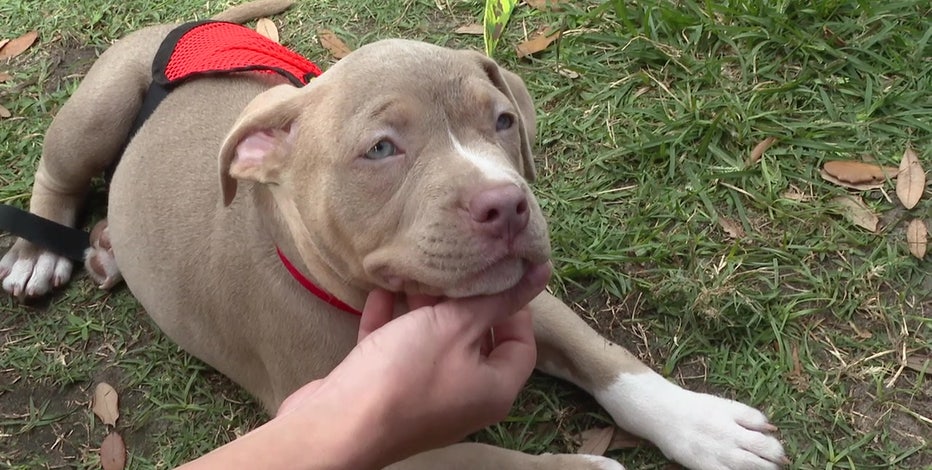 30th Annual Bark In The Park Set To Take Place In Tampa