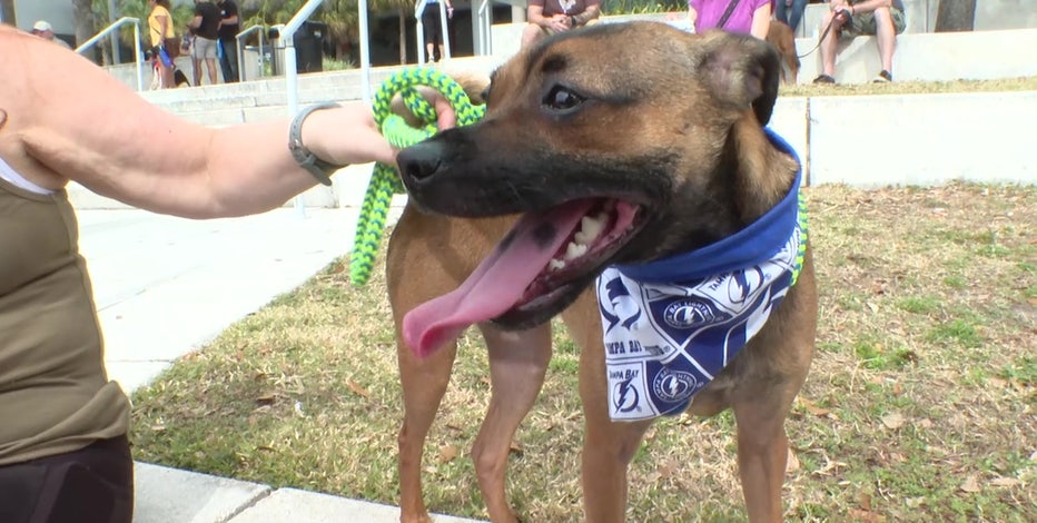 Bark in the Park dog festival coming to Tampa - That's So Tampa