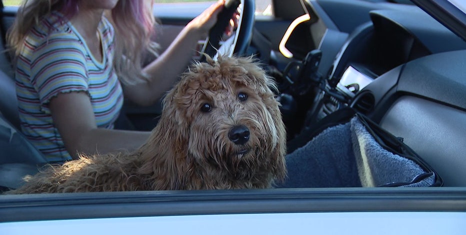 Proposed bill would ban dogs from sticking heads outside car windows