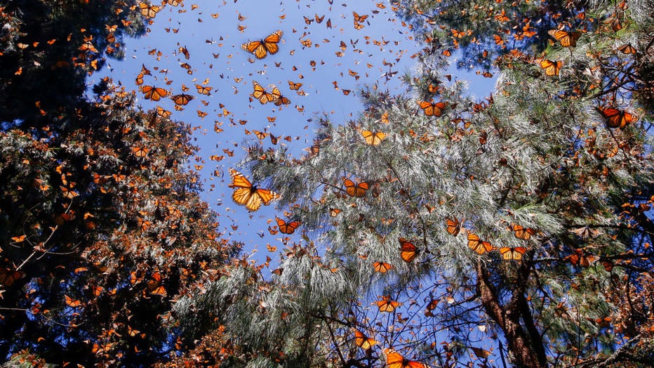 Papillons monarques (Danaus plexippus)