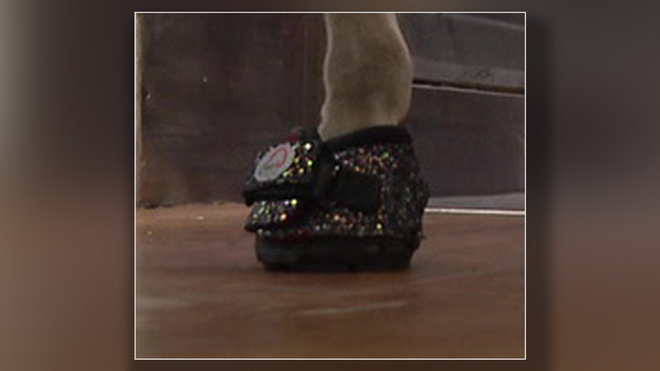 Honey wears a variety of sparkly shoes. 