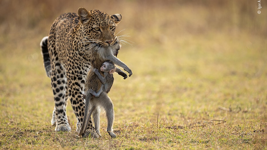 Wildlife Photographer Of The Year 2024 Uk - Matti Shelley