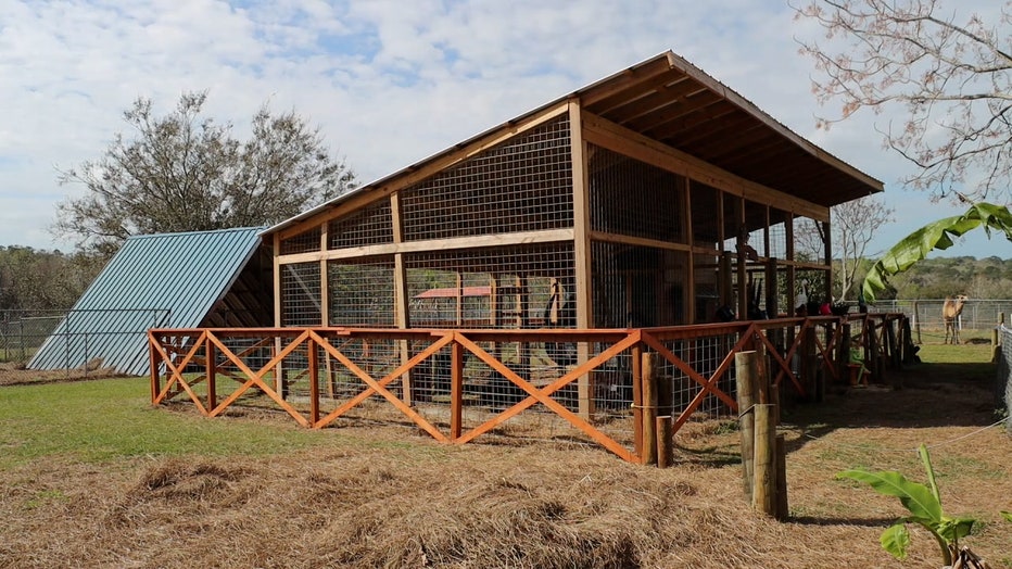 This temporary home was built just for Ralph, Ebony and Emily at Boyett's Grove in Brooksville. 
