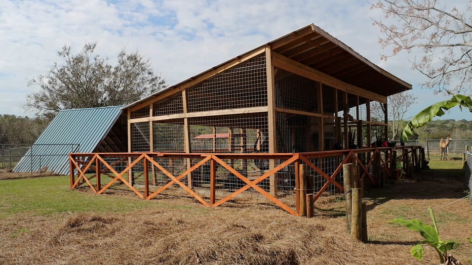 This temporary home was built just for Ralph, Ebony and Emily at Boyett's Grove in Brooksville.