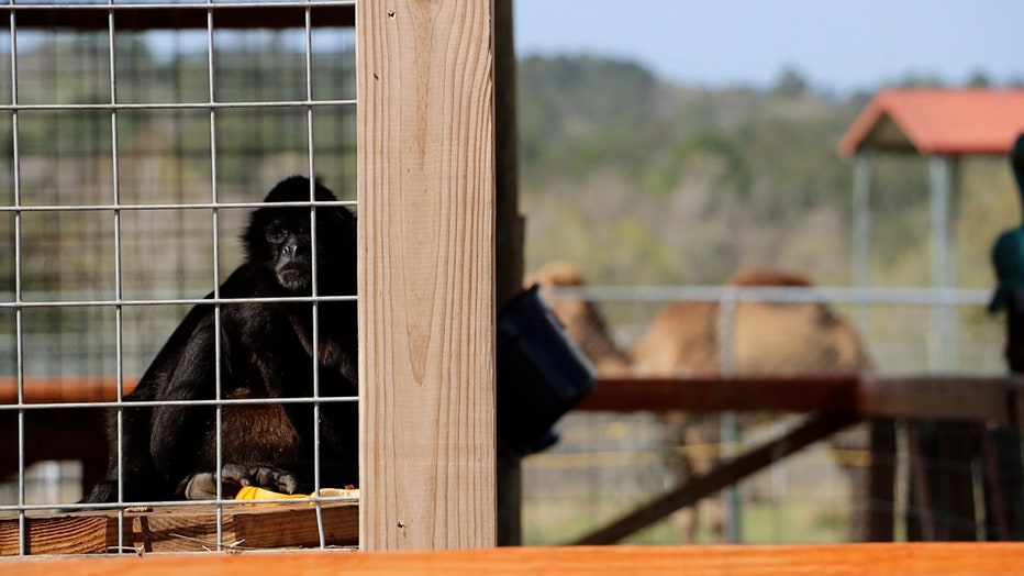 A Monkey Island resident with a camel neighbor in the backdrop.