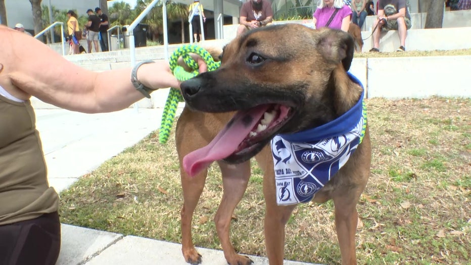 Bark in the Park' raises money, helps animals find forever homes