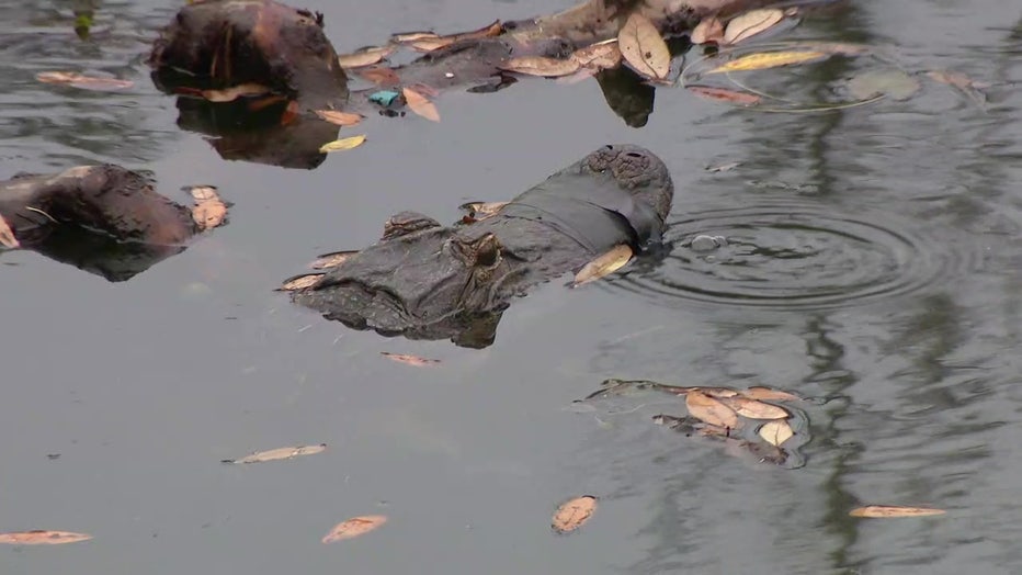 Officials say it's been difficult to rescue the alligator because of permits.