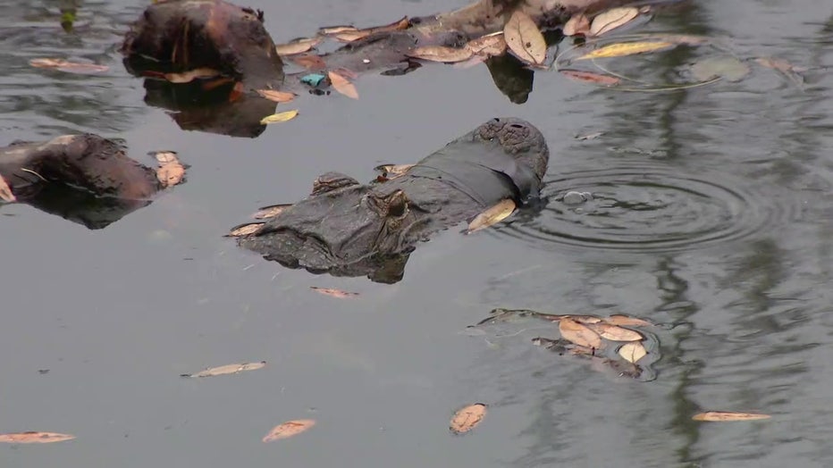 Officials say it's been difficult to rescue the alligator because of permits. 