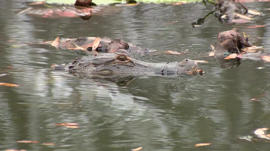 A Bay Area alligator expert says the alligator could suffer from dehydration and skin issues due to the tape. 