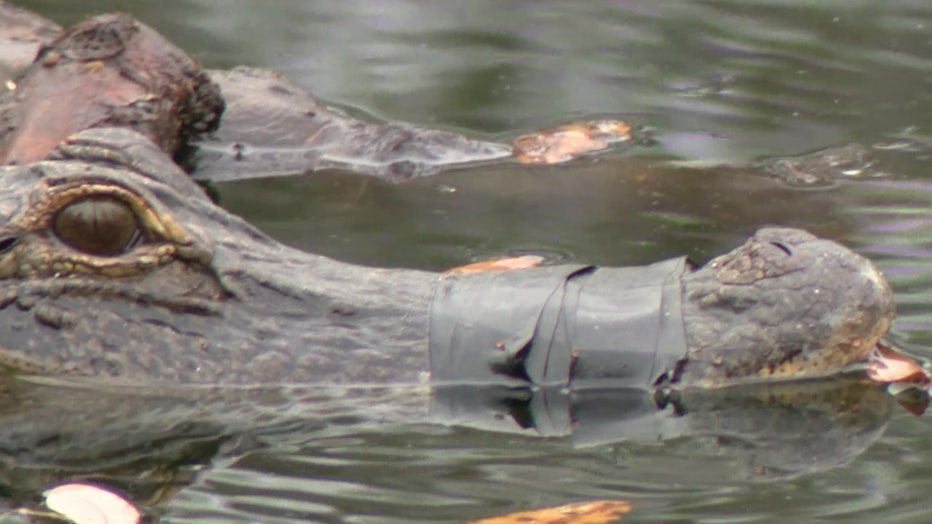 An alligator with a taped snout has been in a retention pond since December. 