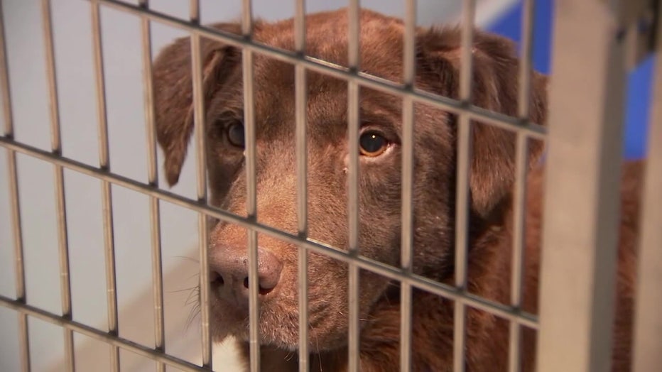 File image of dog at the Humane Society of Tampa Bay. 