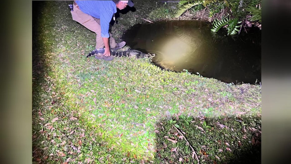 FWC officials relocated the alligator after its rescue. 