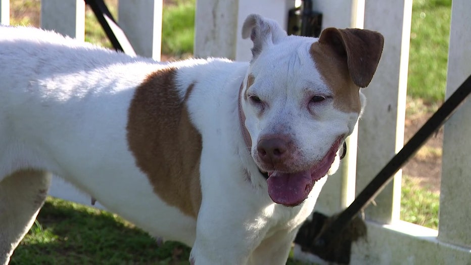 A dog at the Pet Resource Center waits for adoption. 