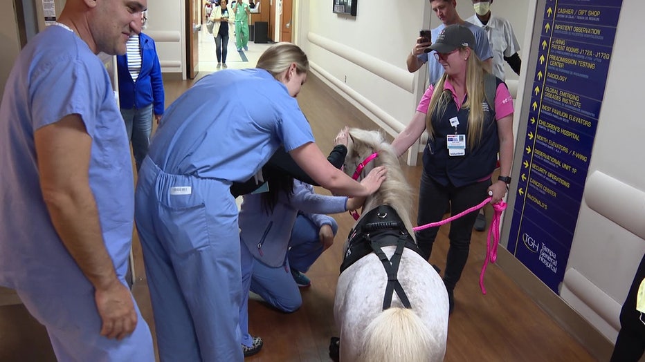 Honey often stops traffic in the hallways of TGH. 