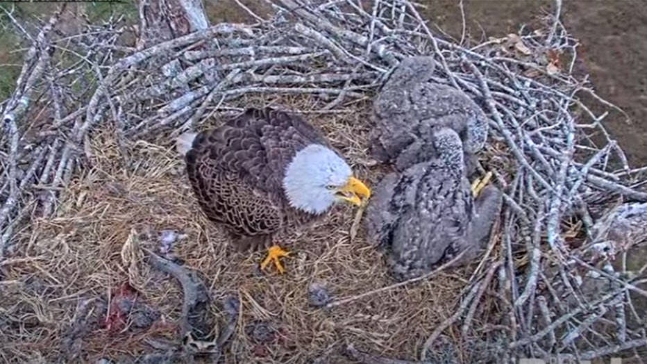 M-15 eagle in nest
