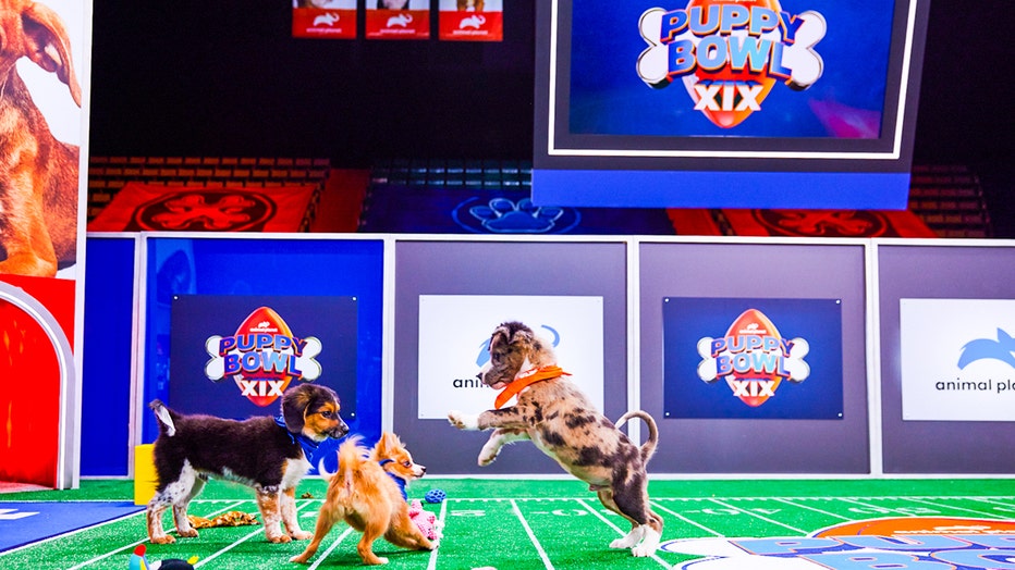 Where to Stream the Super Bowl LVII (2023): Puppy Bowl and Great American  Rescue Bowl