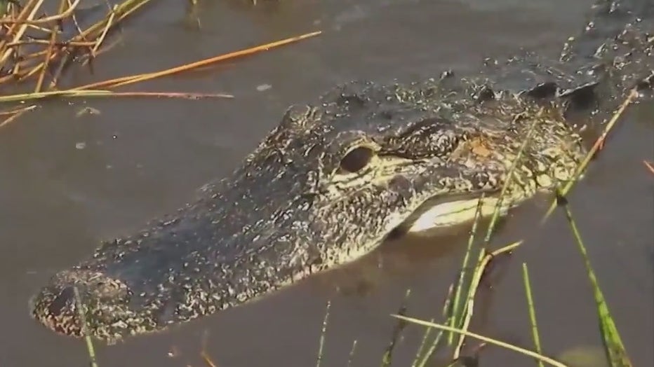 An alligator in a pond. 