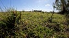 Sarasota County purchases nearly 300 acres of land to protect wildlife of threat of land development