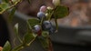 Albritton Fruit Farms blueberry field opens for guests to pluck their own fruit