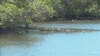Requirements for building near wetlands, watersheds could be loosened in Manatee County