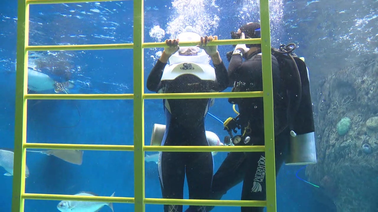 Florida Aquarium launches underwater walking tours - That's So Tampa