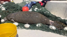 Manatee rescued near Holmes Beach had watercraft wound, signs of red tide exposure