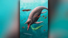 Oldest sea reptile remains from 2 million years ago found on Arctic island