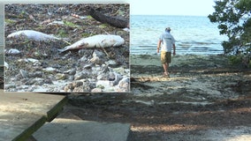 What is causing red tide along Florida's Gulf coast?