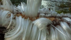 Watch: Surreal 'hair ice' grows from dead branch on frozen Washington morning