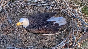 One month ago, Harriet the eagle disappeared from her famous Florida nest