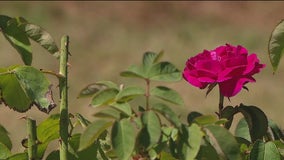 Dozens of clippings stolen from Florida Southern College's rose garden