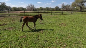 Myakka River Ranch is full of new life