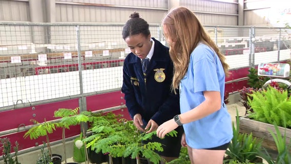 Youth Ornamental Plant Show rewards young growers at Strawberry Festival