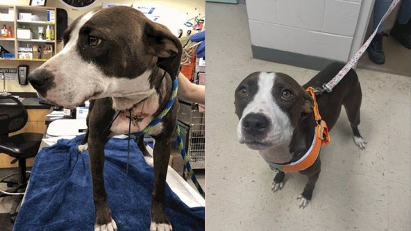 Abused, abandoned dog found in Plant City finds forever family