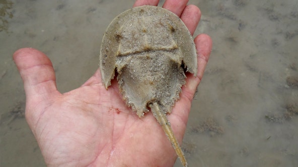 Spotted a horseshoe crab? Florida wildlife officials want to know