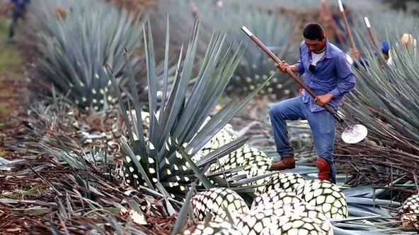 Potential tequila shortage could impact your next margarita due to Mexico's extreme dryness