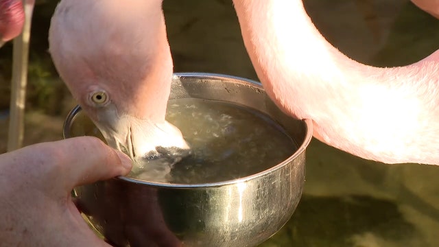 Feed flamingos at Sunken Gardens in St. Petersburg during annual festival