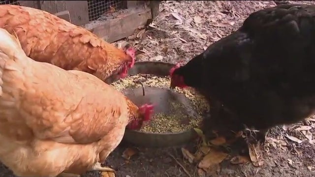 Sustainable Living Project to celebrate 10 years of green initiatives in Tampa