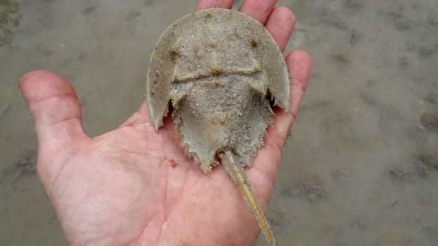 Spotted a horseshoe crab? Florida wildlife officials want to know
