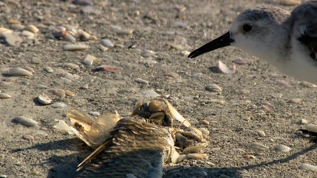 Florida red tide: American Lung Association provides tips on protecting yourself from respiratory issues