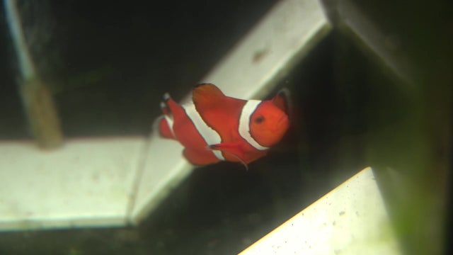 Ruskin scientists help protect Bay Area’s multi-million dollar tropical fish industry